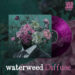 Waterweed - Diffuse